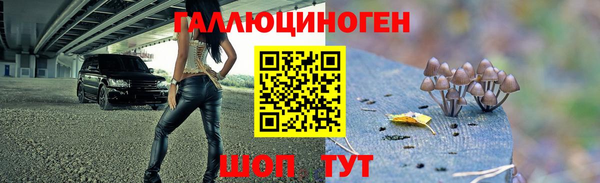 Галлюциногенные грибы Psilocybine cubensis Морозовск